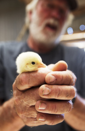 Paul Hain holds a days-old baby chick. 