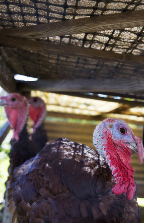 Hain's heritage breed turkeys. 