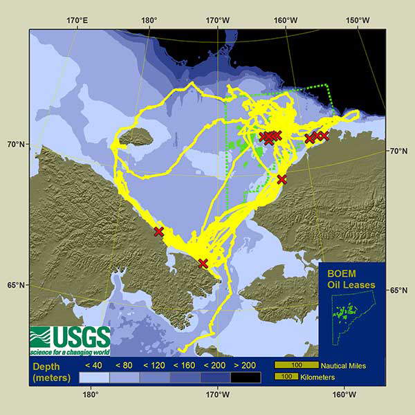 Yellow lines show the movement of radio-tracked walruses in 2013; the green highlighted section is where offshore drilling leases are available.