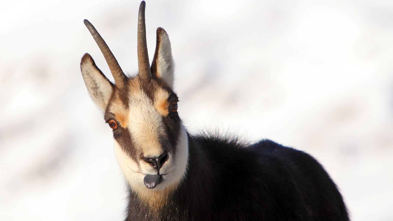 Alpine chamois mountain goat