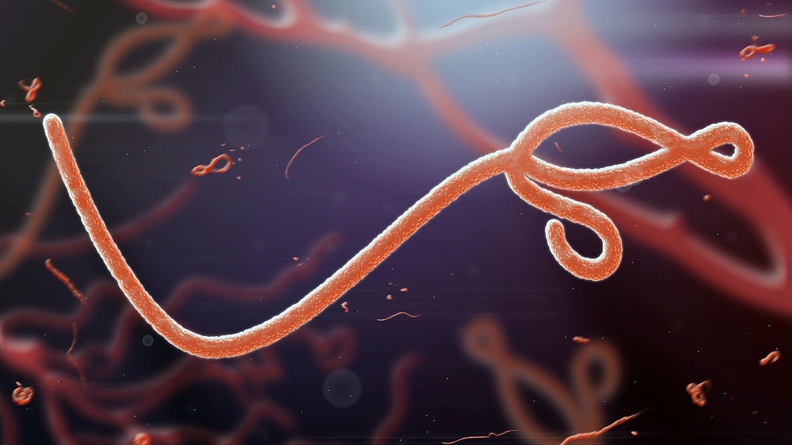 Ebola virus