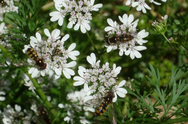 Hoverflies on cilantro