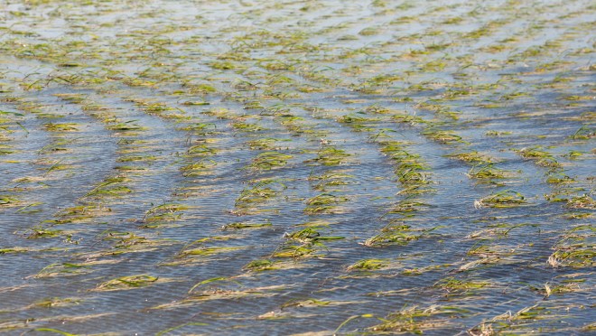 Flooded rice field in California