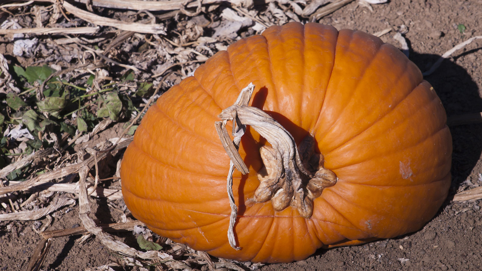 Sad pumpkin