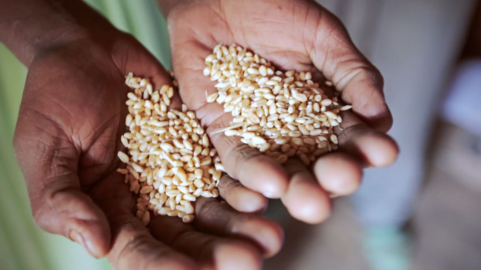 What’s it like to be a small farmer in northern Ethiopia?