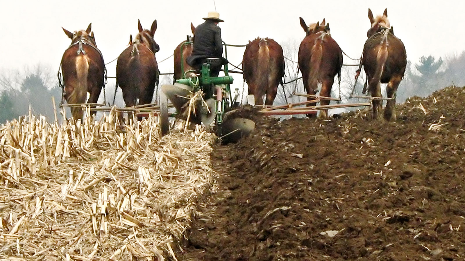 The dark side of Amish farms