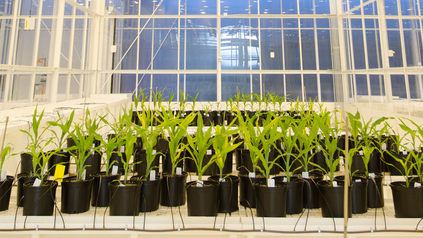 High-tech greenhouse