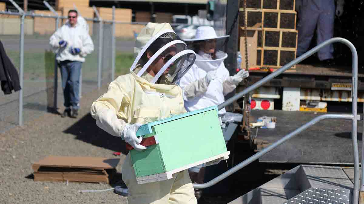 Susannah Austin with honey bee colonies