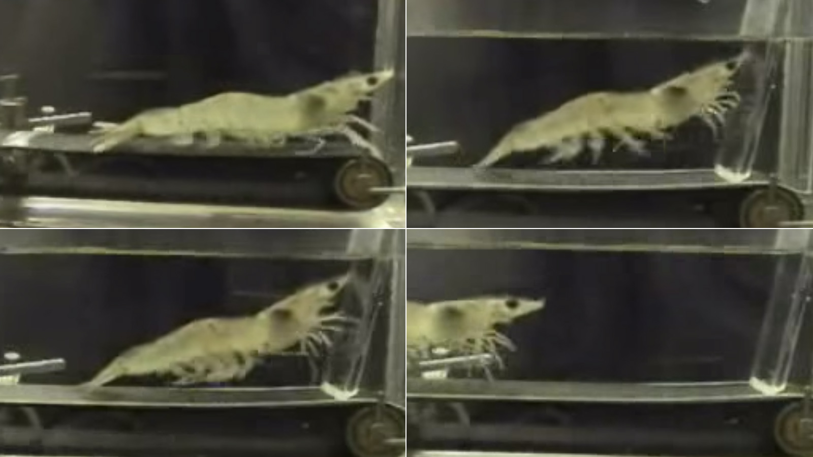 Shrimp on treadmill