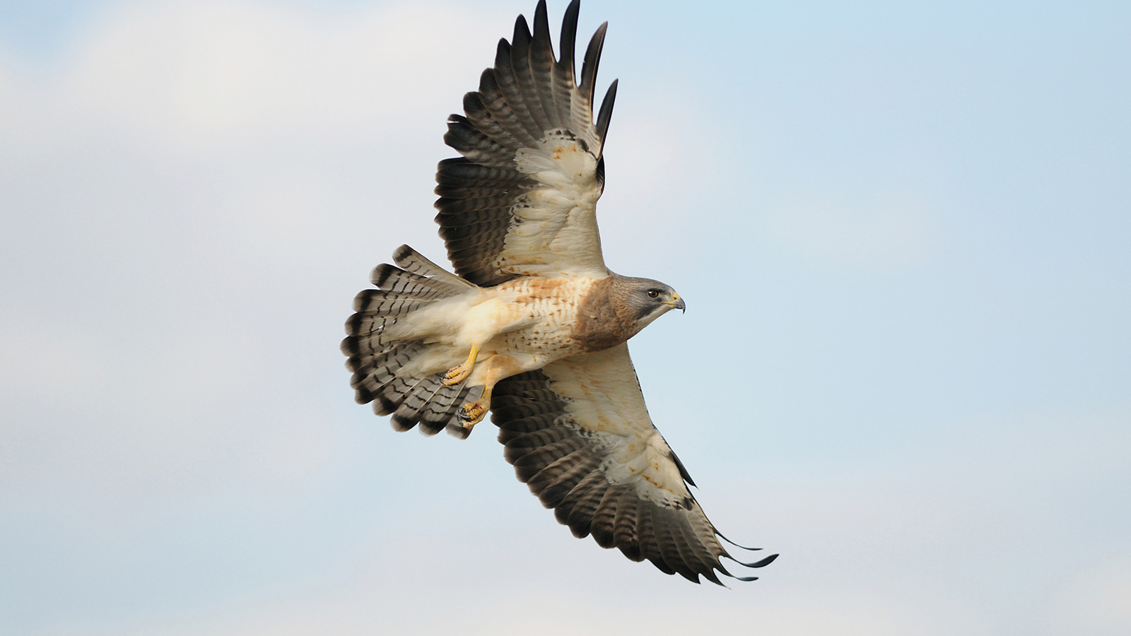 Swainson's hawk