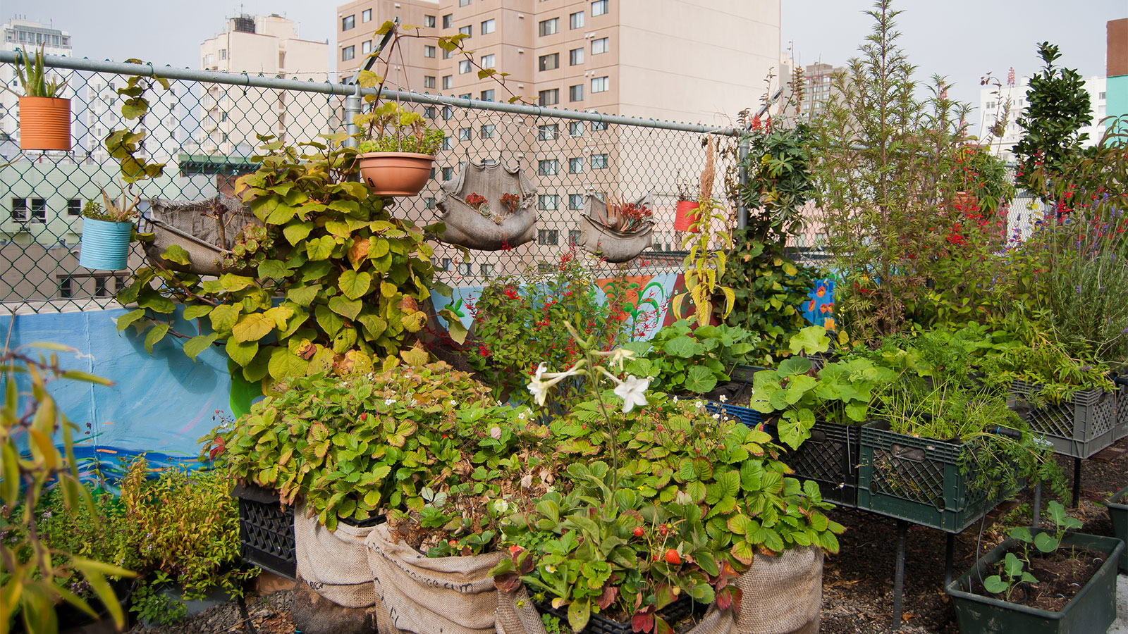 Urban garden