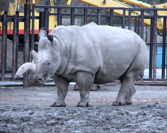 1024px-Ceratotherium.simum.cottoni-01-ZOO.Dvur.Kralove