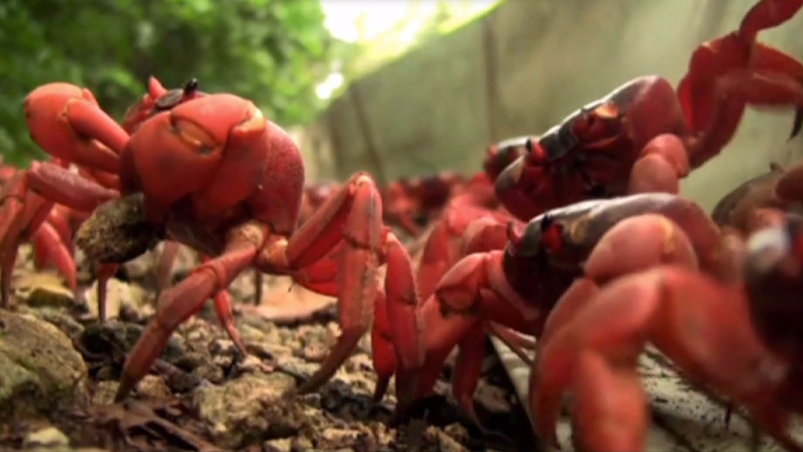 Red crab migration