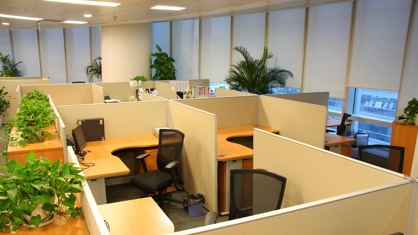 Green plants in an office