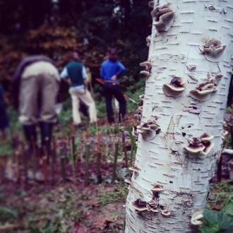 mushroom tree