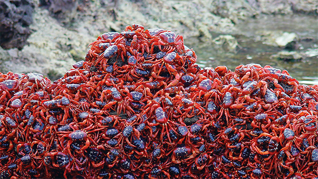 So. Many. Crabs. 