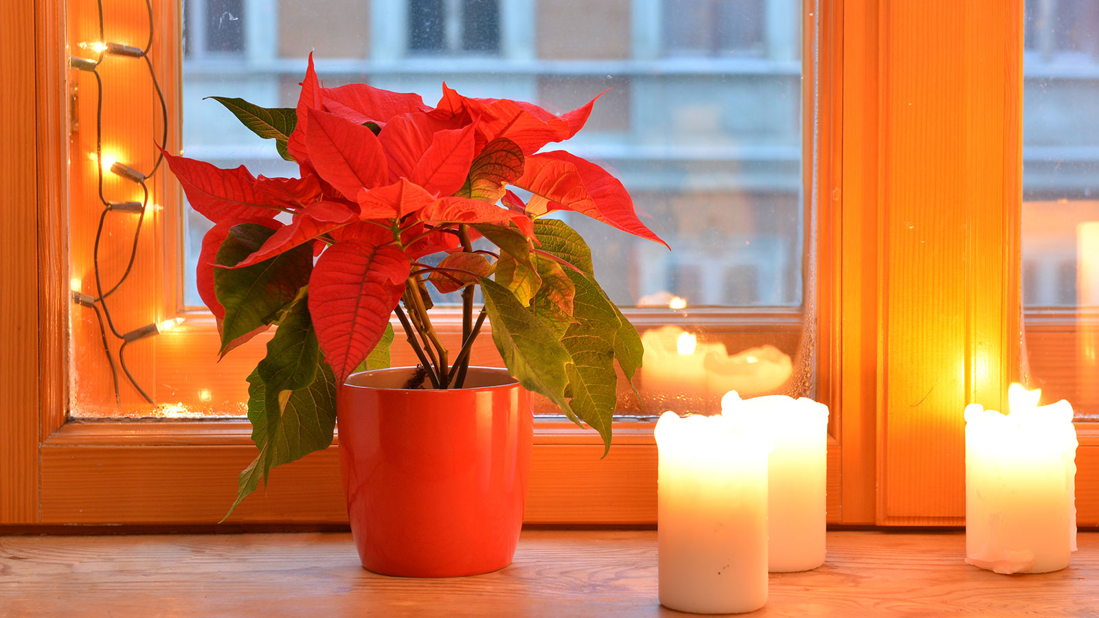 Poinsettia plant