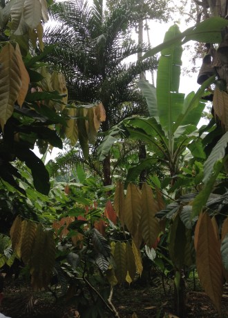 The banana fields of Talamanca