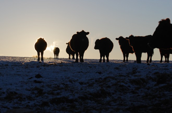 cow shadows