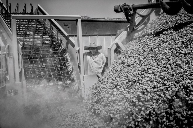 A worker watches an almond harvesting machine dump harvest nuts near the town of Kerman in California's Central Valley.