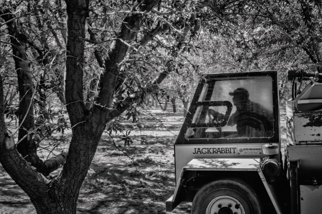 A worker drives an almond harvesting machine in an orchard near the town of Kerman in California's Central Valley.