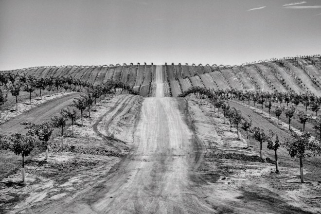 A newly planted pistachio orchard near Ducor in California's Central Valley.