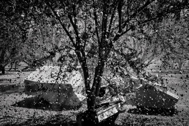 An almond shaker knocks nuts from a tree in an orchard near Firebaugh in California's Central Valley.