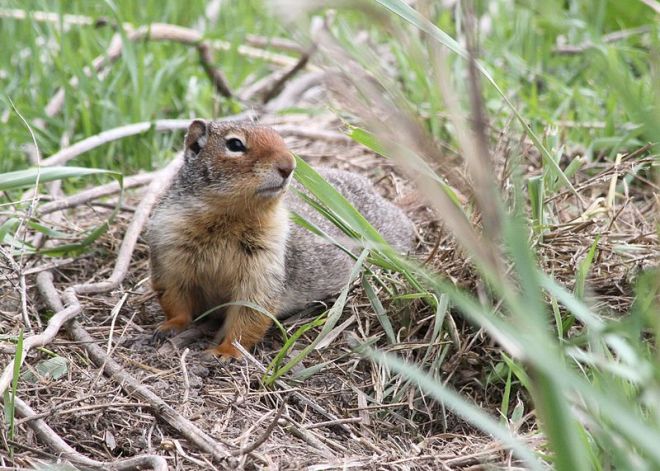 Belding's_Ground_Squirrel_ODFW_Oregon