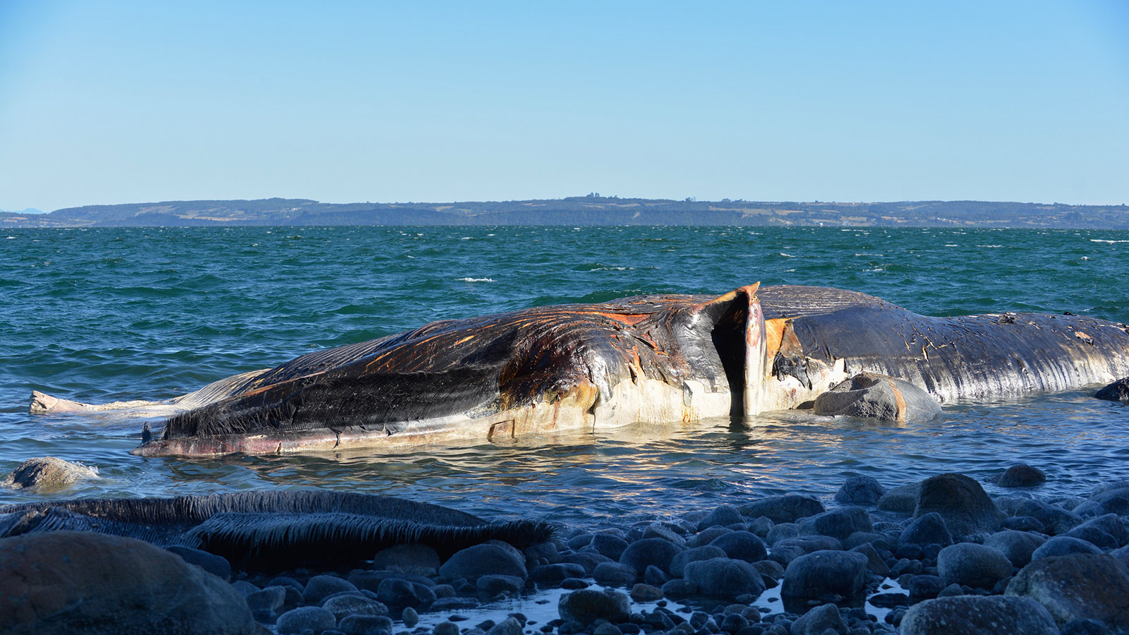 Dead whale