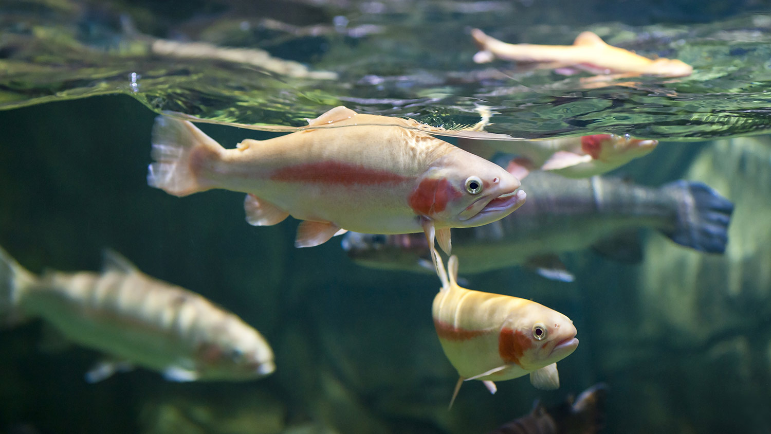 Fish swimming in river