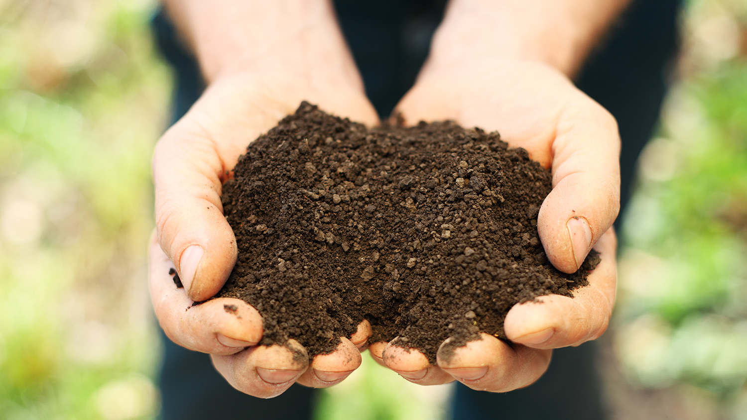 Hands cupping dirt