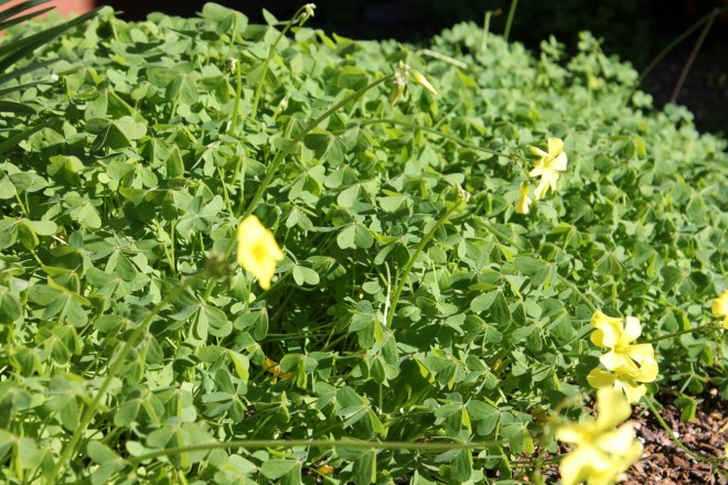 Sourgrass or wood sorrel.