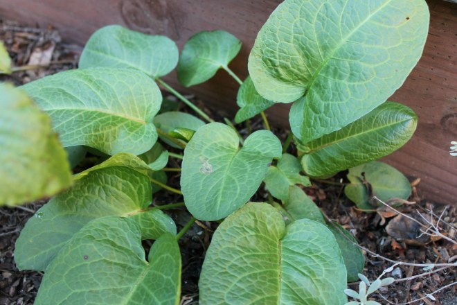 Broad-leafed dock.