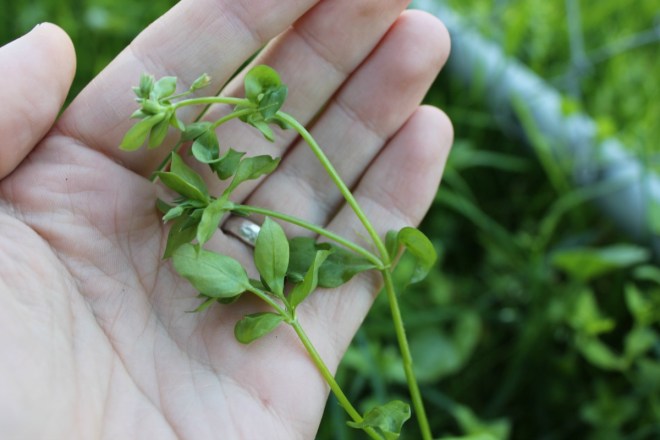 Chickweed. 