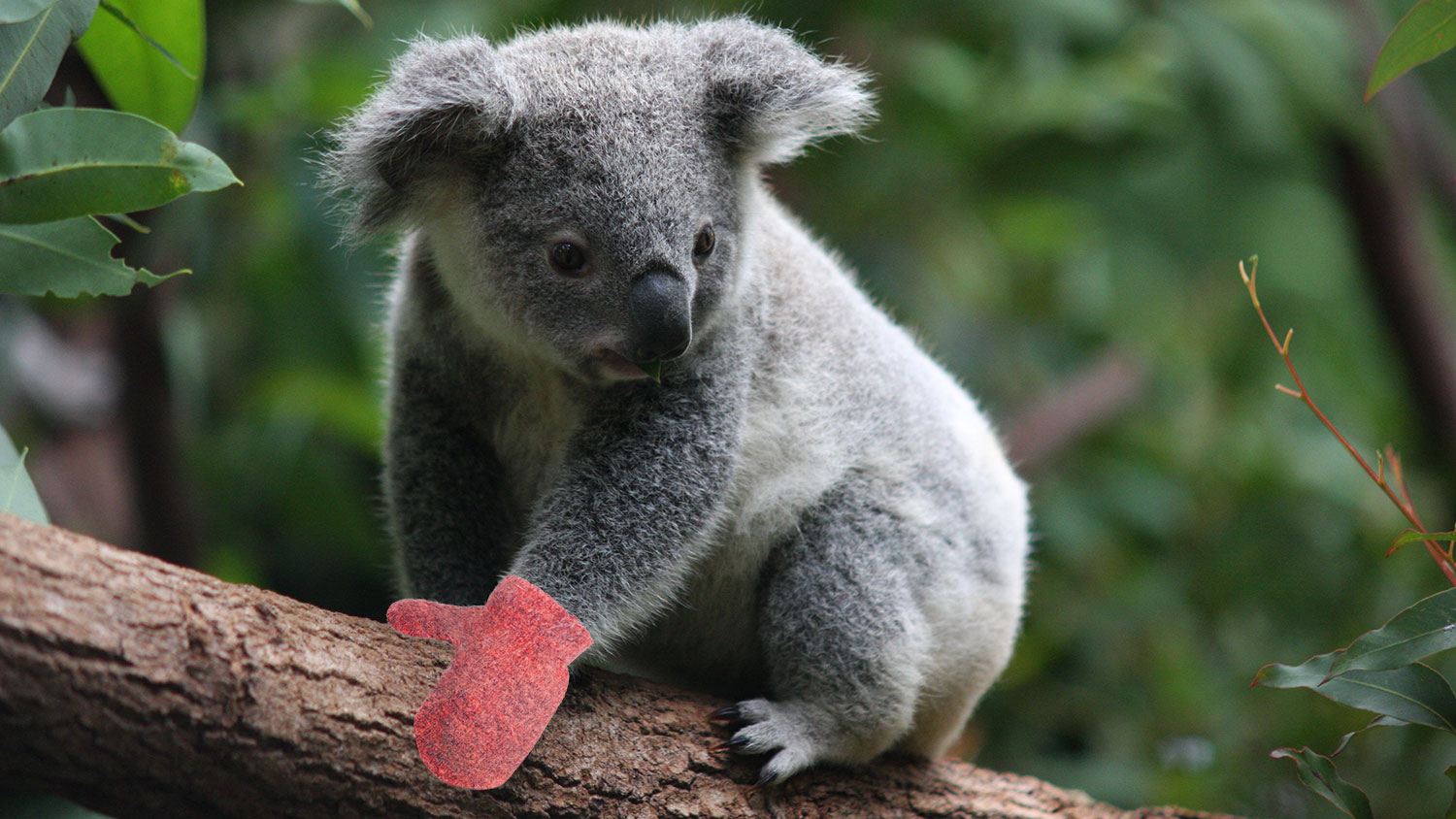 Koala mittens