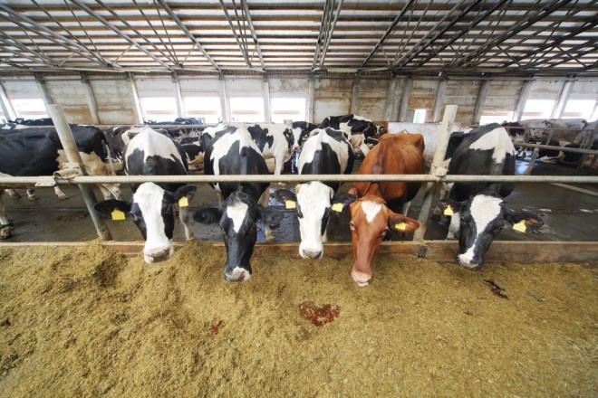 cows feeding