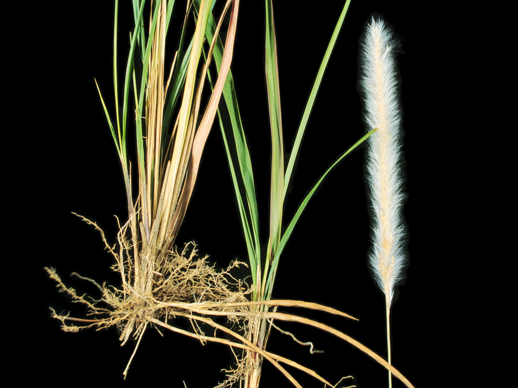 cogongrass