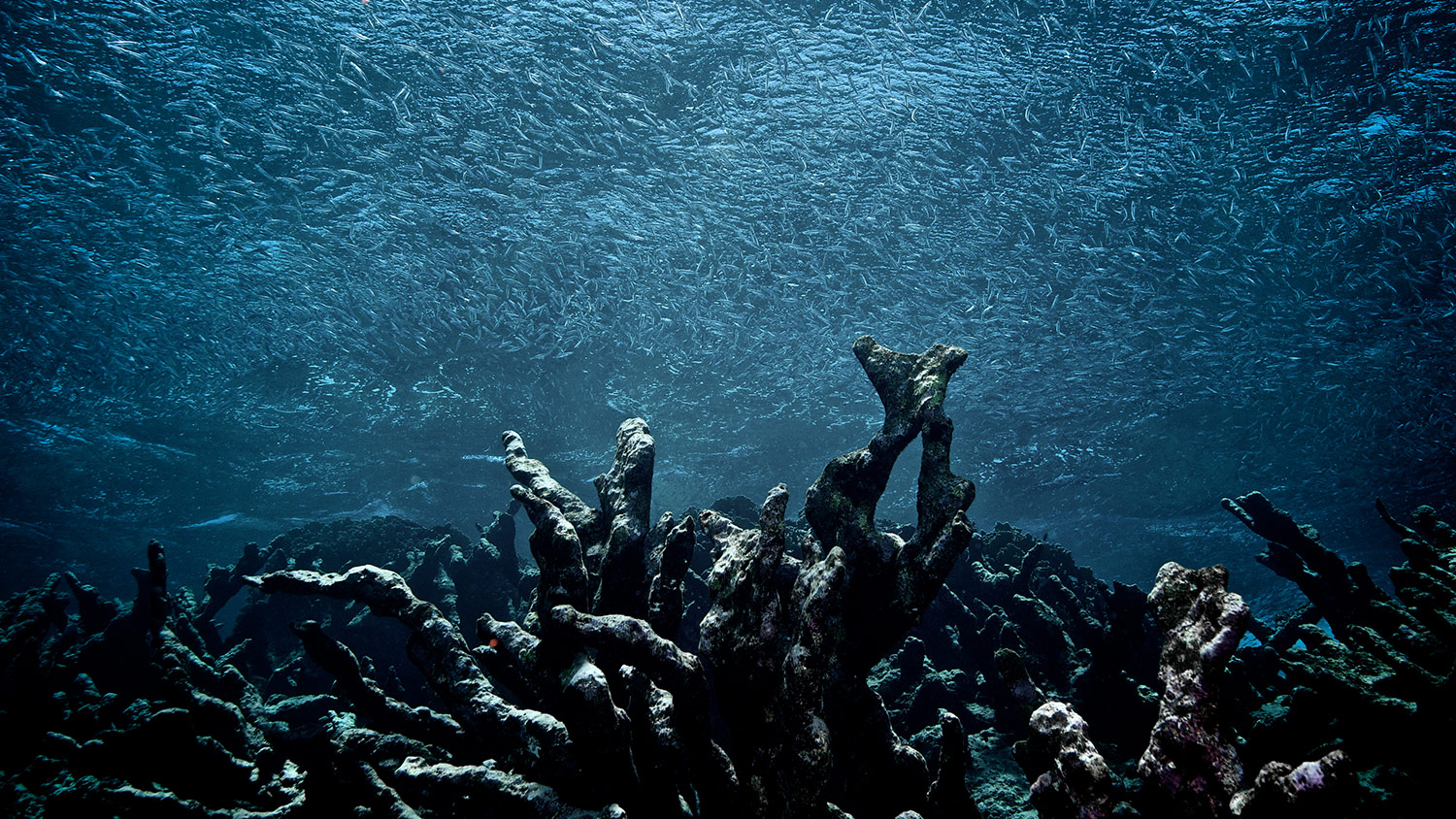 Dead coral reef