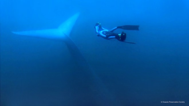 freediver_with_bluewhale