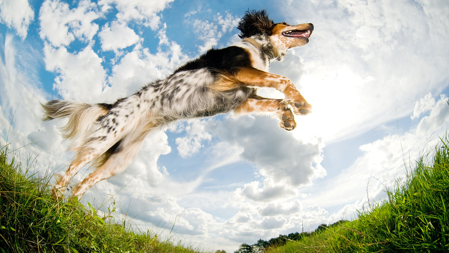 Jumping dog