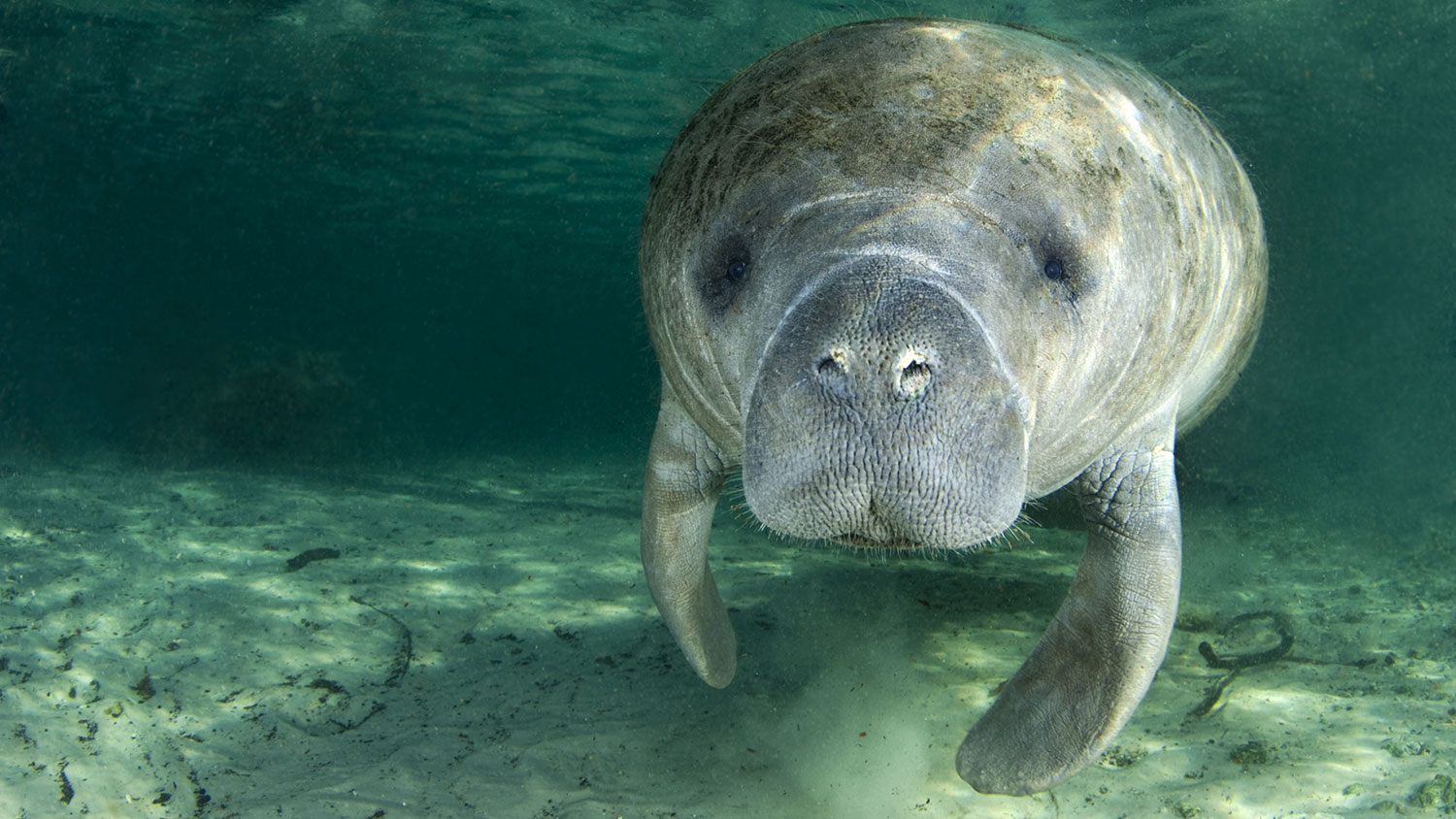 Manatee!