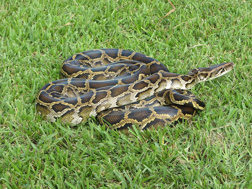 Burmese python in Everglades National Park