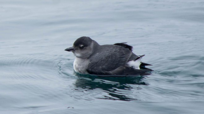 auklet