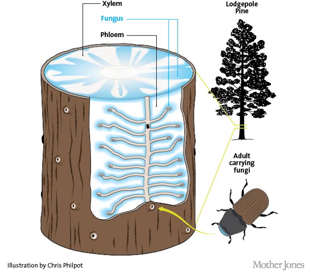 An adult mountain pine beetle lays her eggs under the bark. On her way, she disperses fungi that turn the trees' tissue into food for her babies, eventually killing the tree.