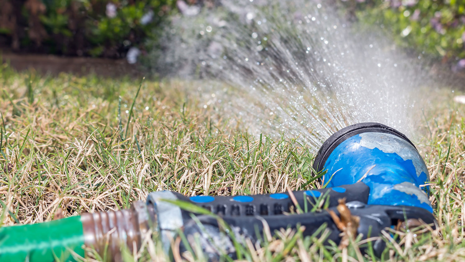 sprinkler and dry grass