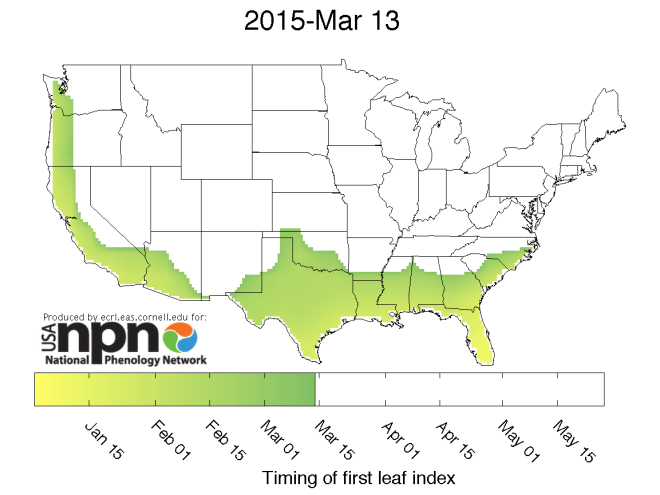 CurrentMap_NCEP_leaf2015