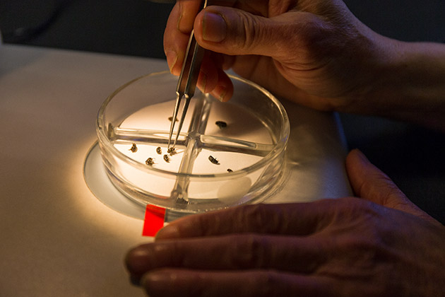 Under the microscope, Diana Six picks up a dead mountain pine beetle in her Missoula lab.