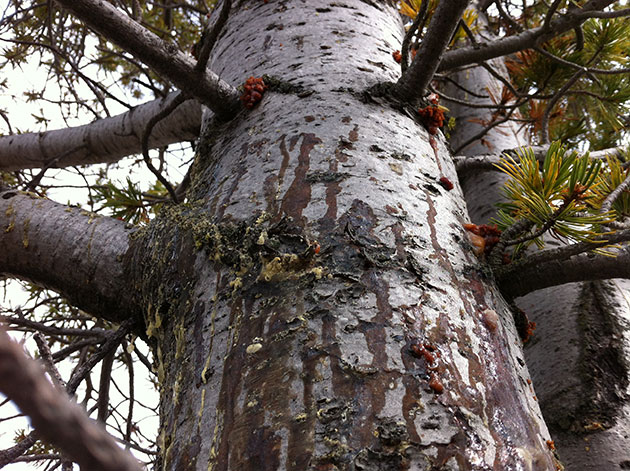 Signs of beetle invasion on a whitebark pine tree in Montana's Big Hole Valley.