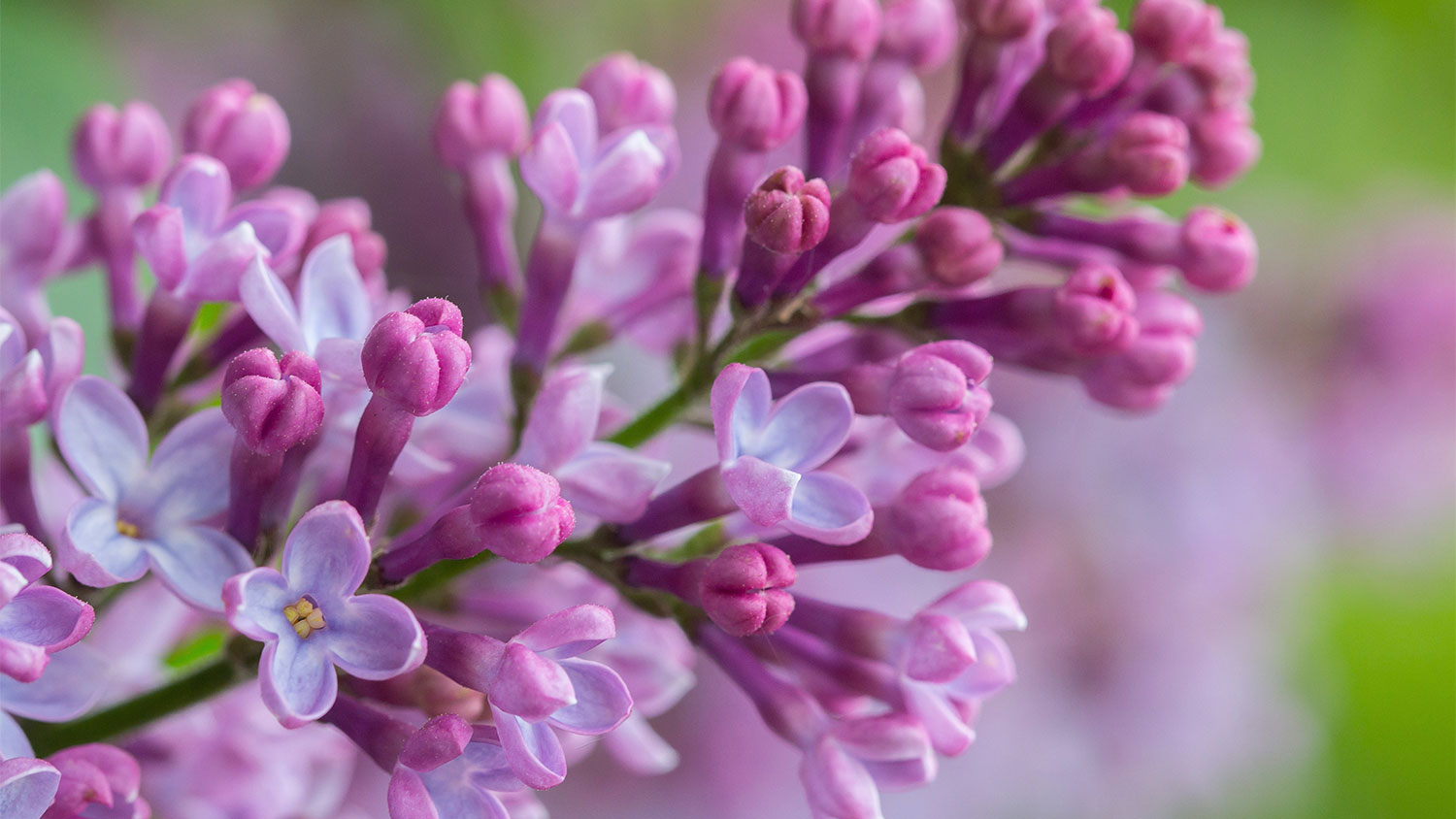 Blooming lilacs