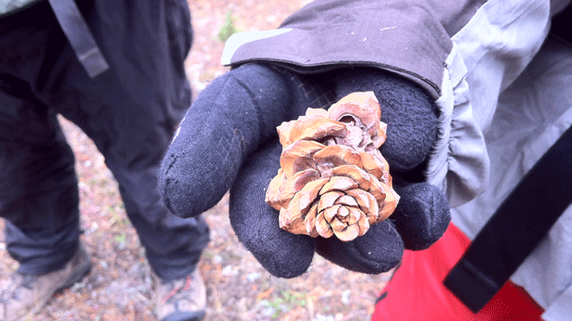 Pine beetles have increasingly attacked fragile whitebark pine trees, whose cones are an important food source for grizzly bears, Clark's nutcrackers, red squirrels, and other animals in the Yellowstone area. 